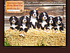 Sweetwater Farms Bernese Mountain Dogs